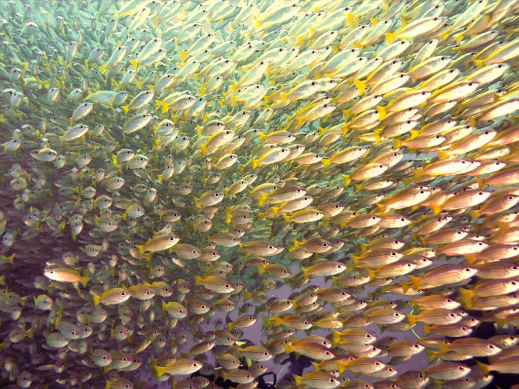 Fun Dive to Bida Islands - Mr Dolphin